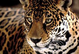 50 ANOS RUBI-um blog totalmente esotérico.: PANTERA - JAGUAR OU ONÇA