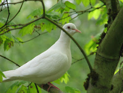 White Ring-Neck Dove