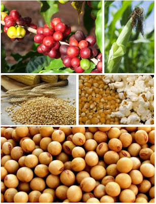 Garantida segurança alimentar e nutricional