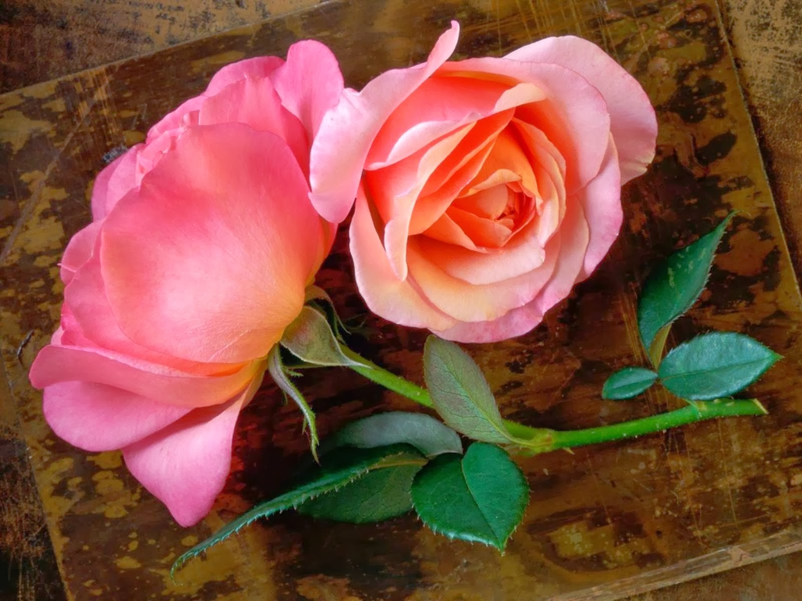 Flowers HD Funny Wallpapers Funny Wallpapers