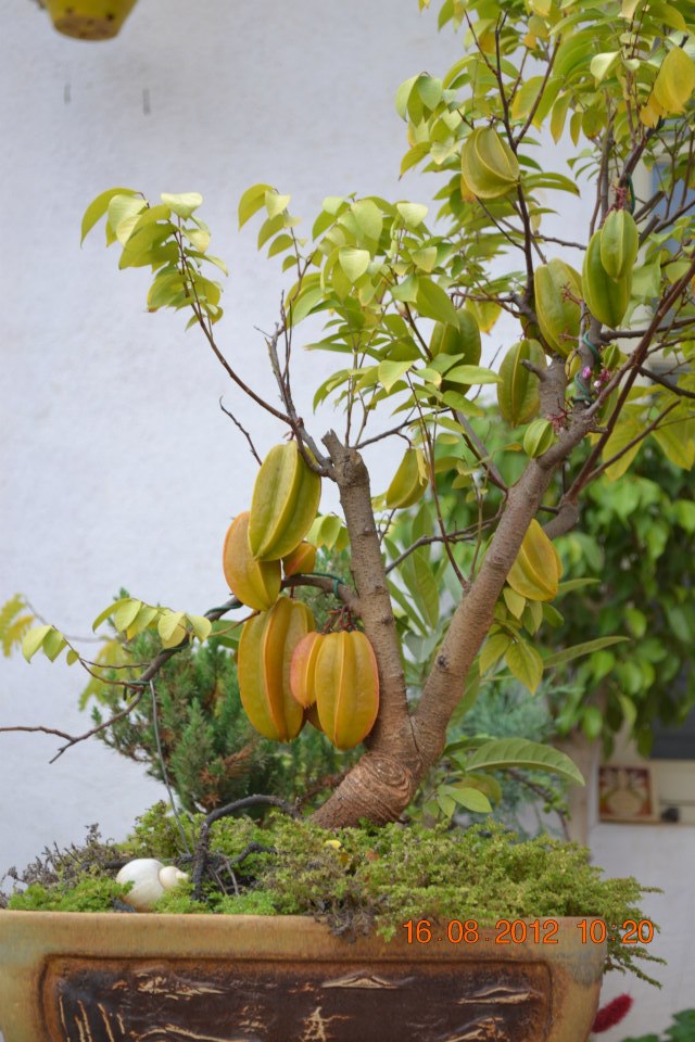 All Things Considered A bonsai beauty!
