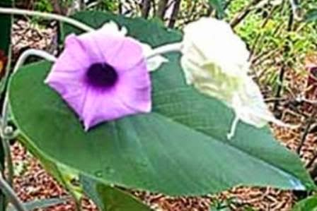 VIDHARA (Argyreia Speciosa)