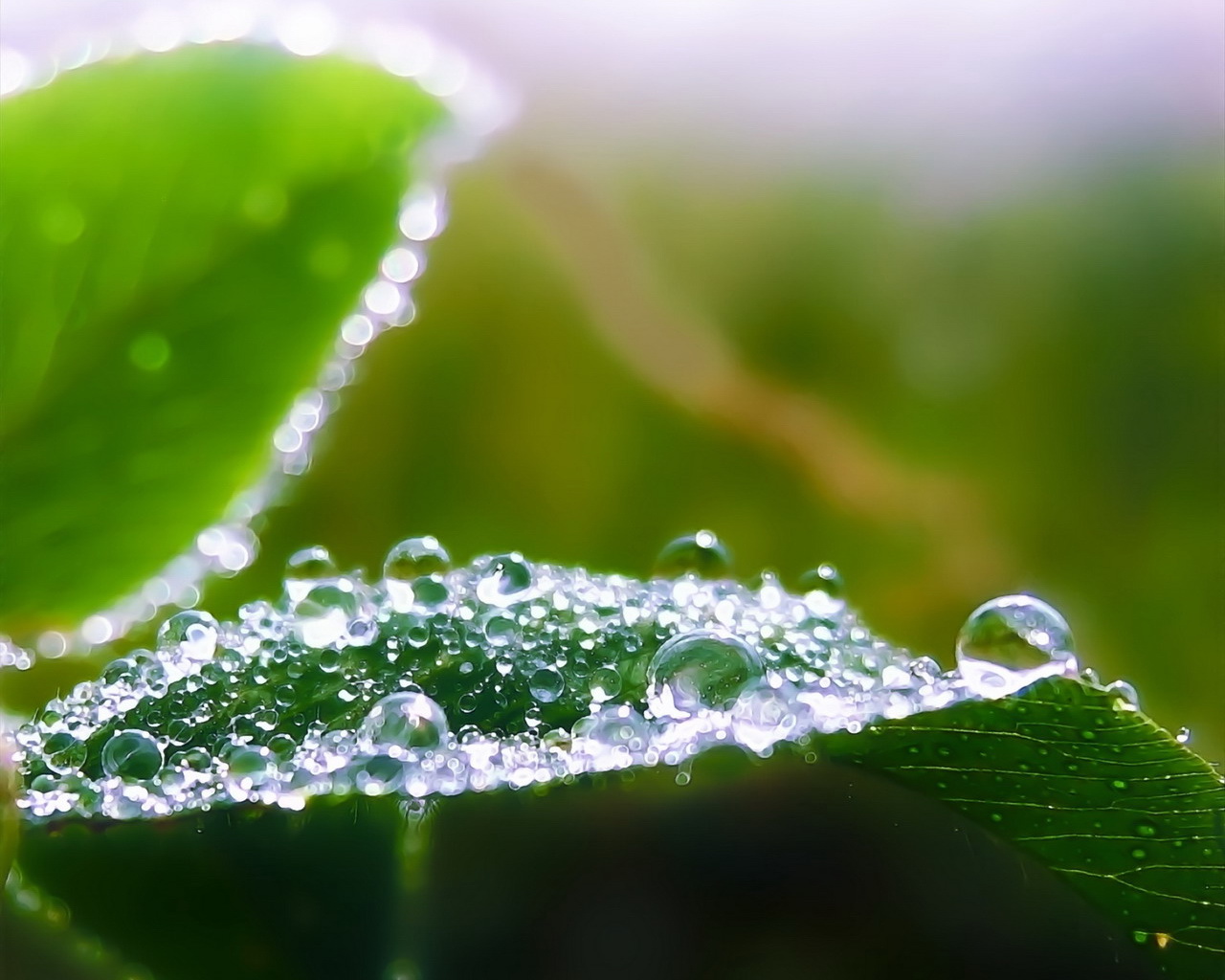 To Download Drops on Leaf wallpaper click on full size and then right ...