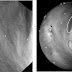 Sempre più veloci i misteriosi venti di Venere
