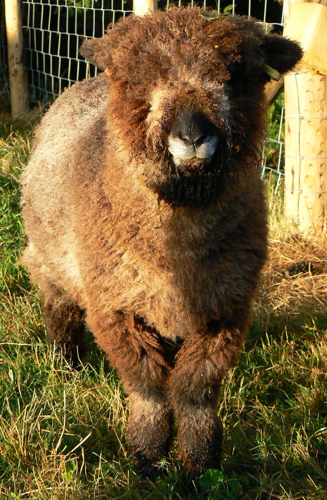 Sheepish Eye Contact
