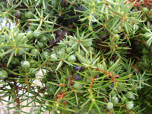 Juniperus communis