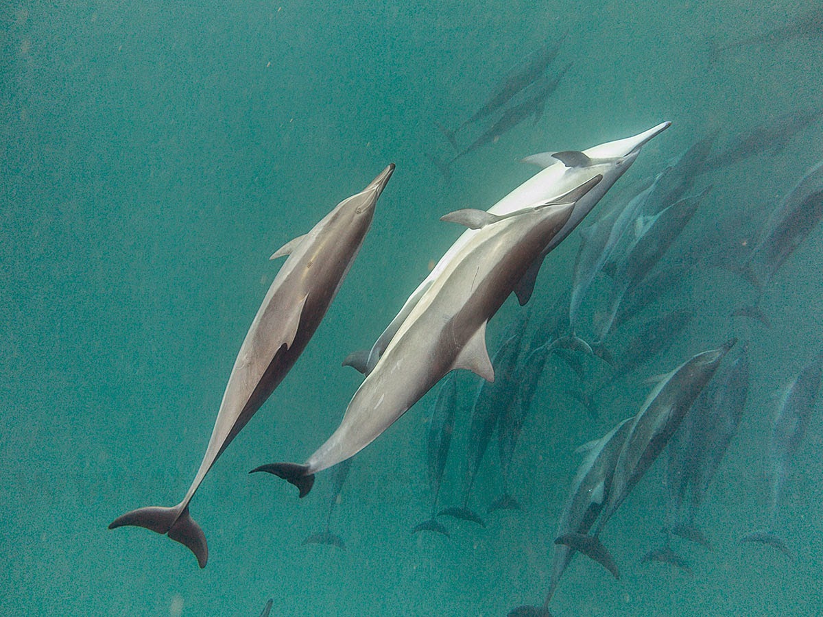 http://www.tropicallight.com/water/dolphins/02nov14dolphins/02nov14dolphins.html