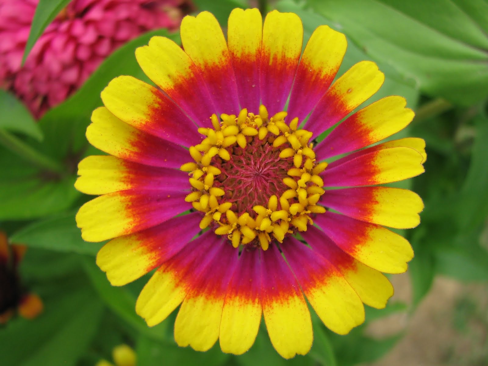 A Spoonful of Sugar Friday Flower Zinnia