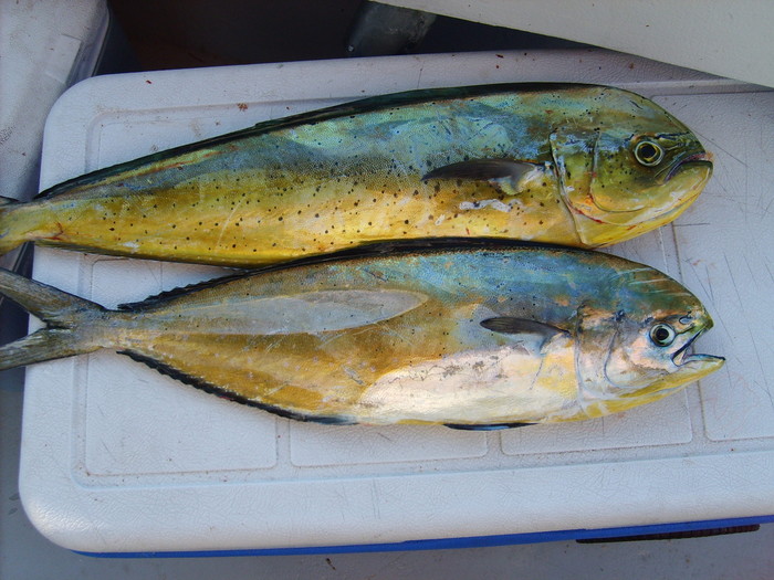 Fish Identification dolphinfish/lampuga/lampuka