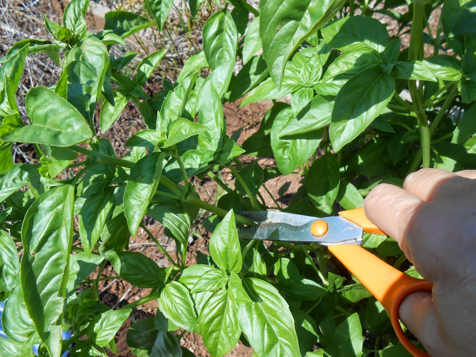 Windy Acres Diary How to Cut Basil