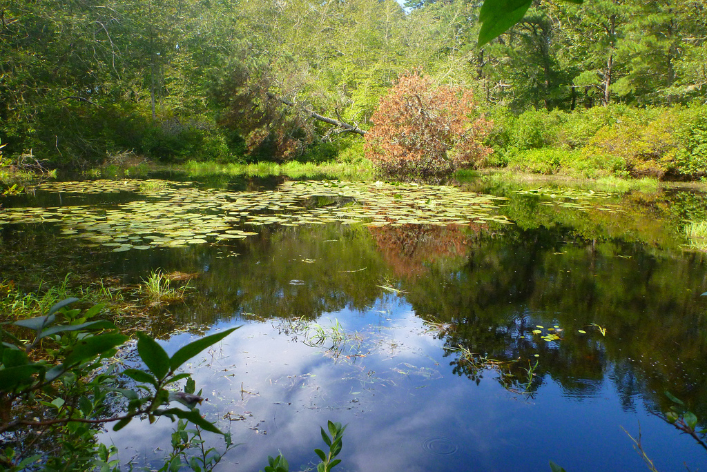 Friends of Hawksnest State Park Vernal Pools