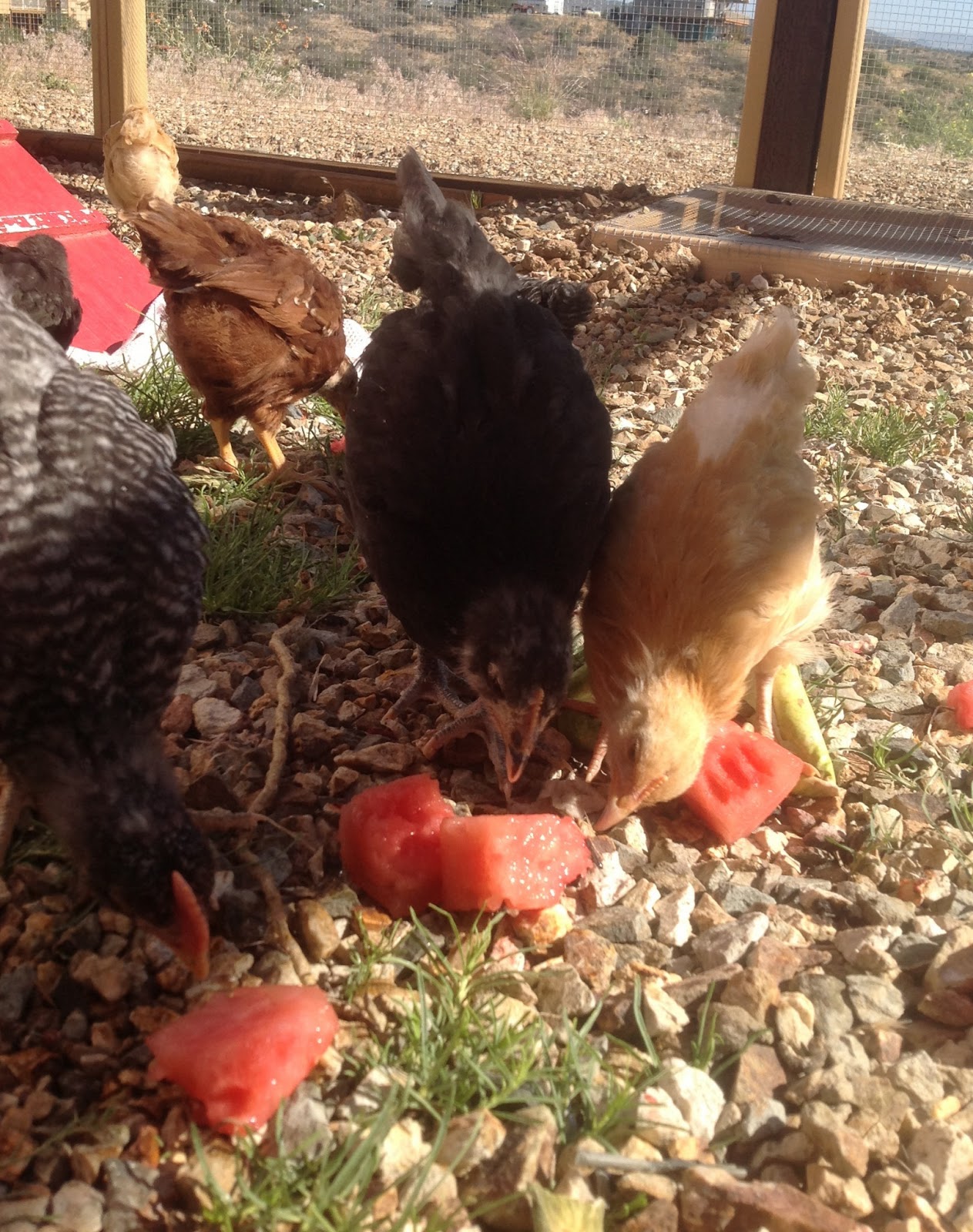 Backyard Chicken Ladythinking out loud Keeping the Chicks Cool in