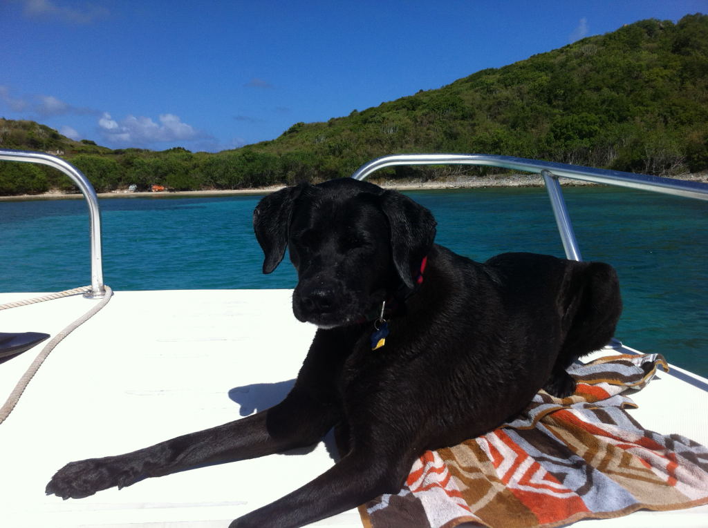Life In the Virgin Islands Life on the Rock! Boating With Dogs in