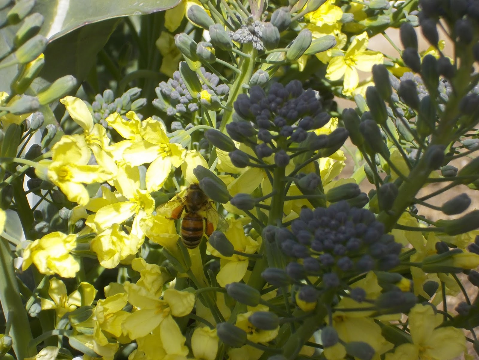 Gardening Turned Up to Eleven Flowering Broccoli