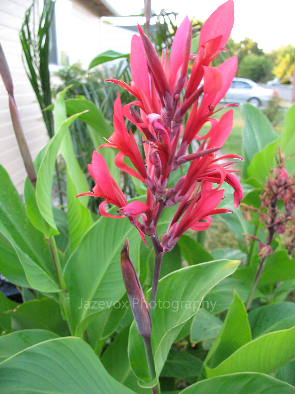 Canna Lily