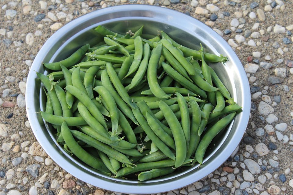 Preety's Kitchen How to Freeze/Store Fresh Green Peas