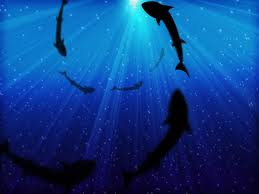 Circling Sharks