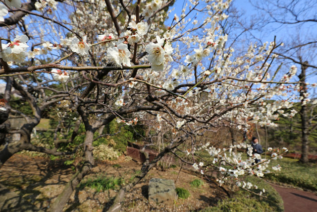 White Cherry Blossom at Imperial Palace East Park in Tokyo, Japan White Cherry Blossom at Imperial Palace East Park in Tokyo, Japan