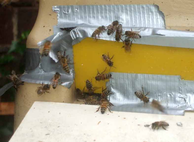 Landofspike's Land of Bees burr comb