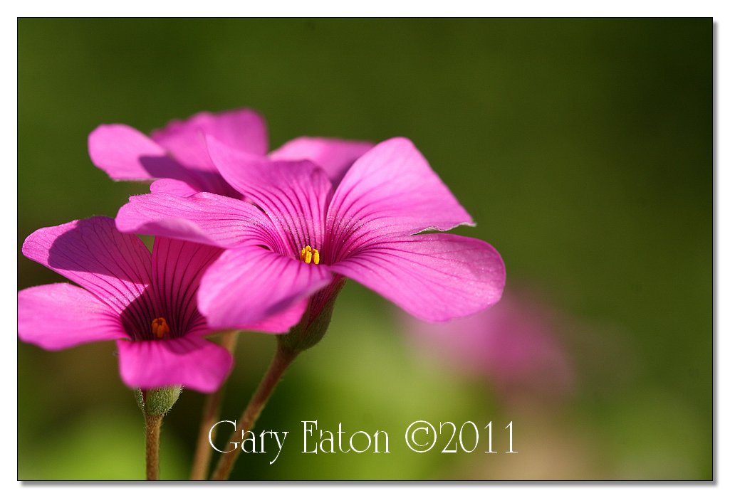 IMAGE: http://4.bp.blogspot.com/-Emv_RINQ7Vo/TWazXkyhFoI/AAAAAAAAFHk/-2XwDrPqJIE/s1600/IMG_5103.jpg