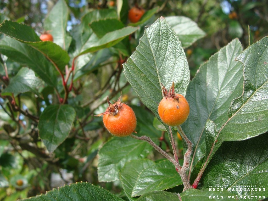 Mein Waldgarten Rote Früchte und Mundraub