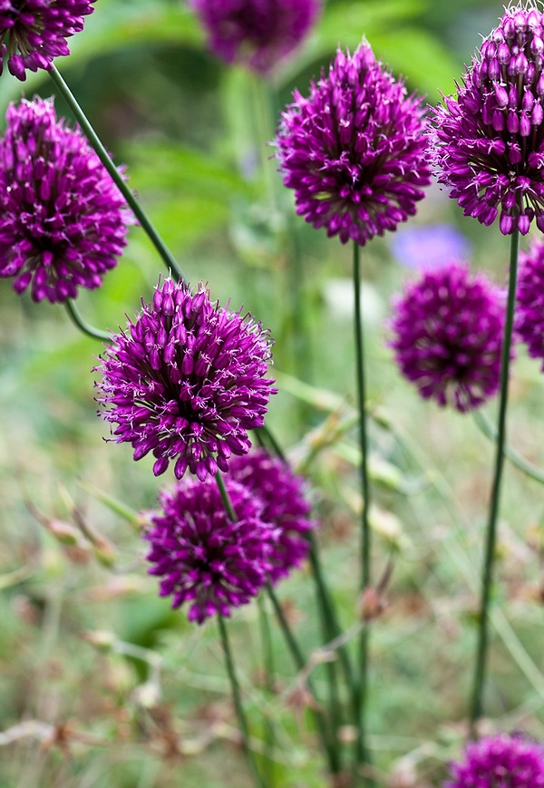 beauty of flowers allium drumstick beauty of flowers allium drumstick