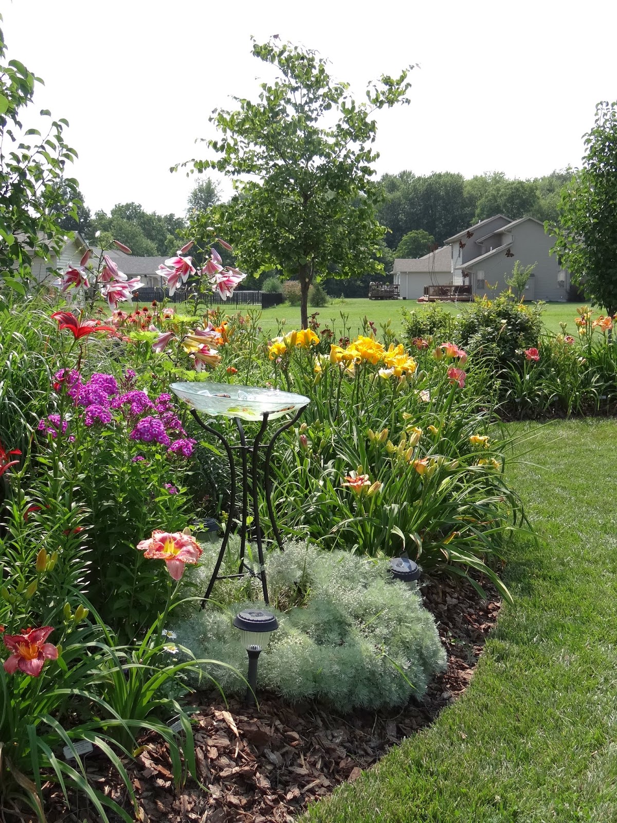 8 Things You Should Do In Your Daylily Garden NOW! a girl and her