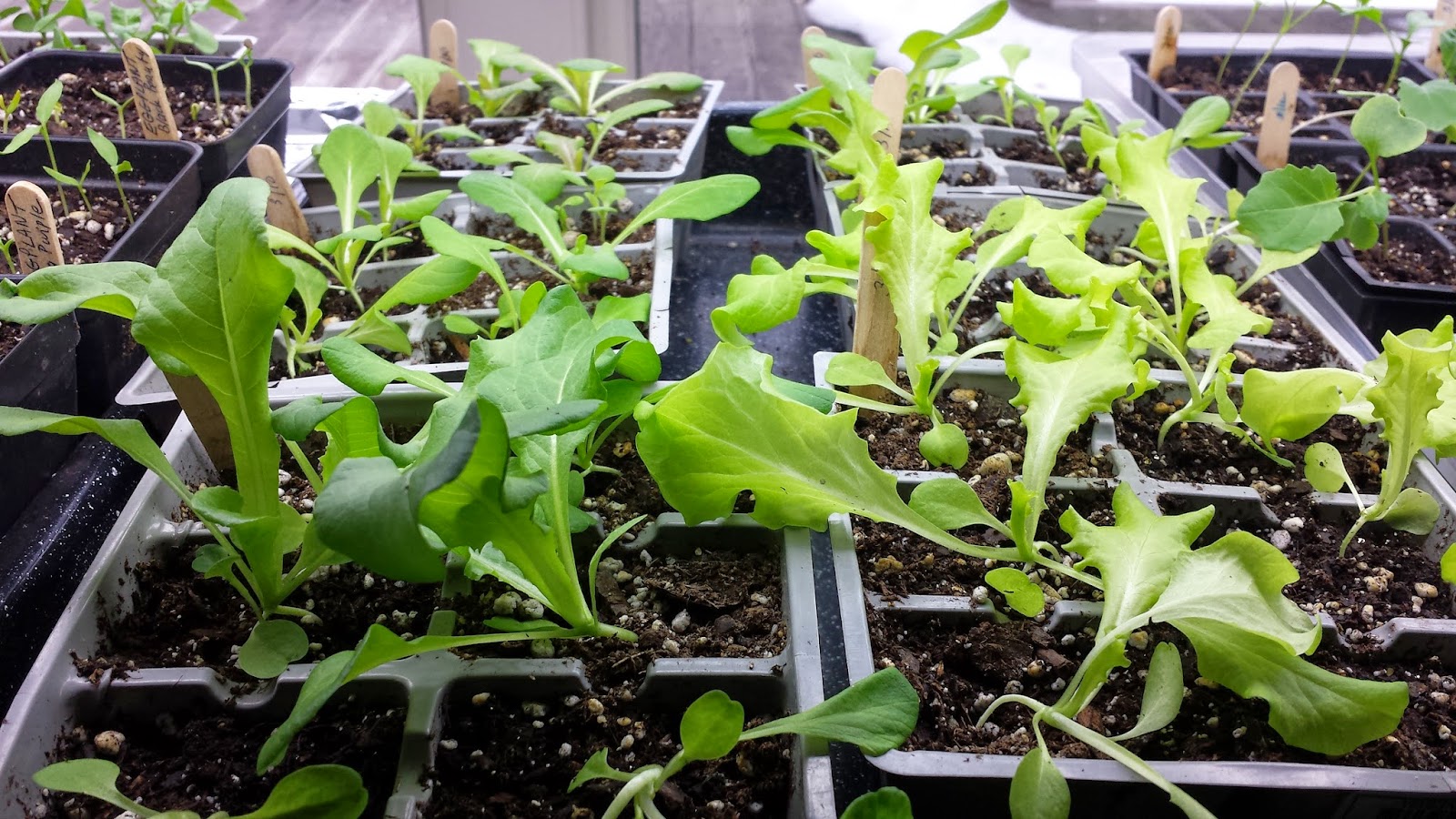 Nancy S Garden Journal More Lettuce Peppers And Flowers Lettuce 20 Days Old