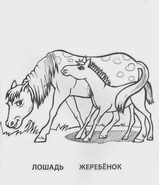 Картинки раскраски детёнышей животных Картинки раскраски детёнышей животных