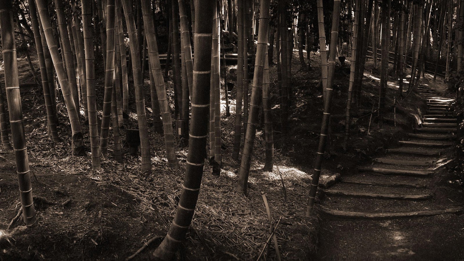 http://4.bp.blogspot.com/-EnmHPtrFl98/UOATGAyD5lI/AAAAAAAAMLo/AtVsaCFVuEk/s1600/bamboo_forest-1080.jpg