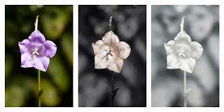 Comparison of the flower of Campanula persicifolia 'Telham Beauty' photographed in visible light (left), ultraviolet light (middle), and infrared light (right)