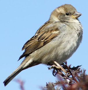 Beautiful little bird posing for the camera.