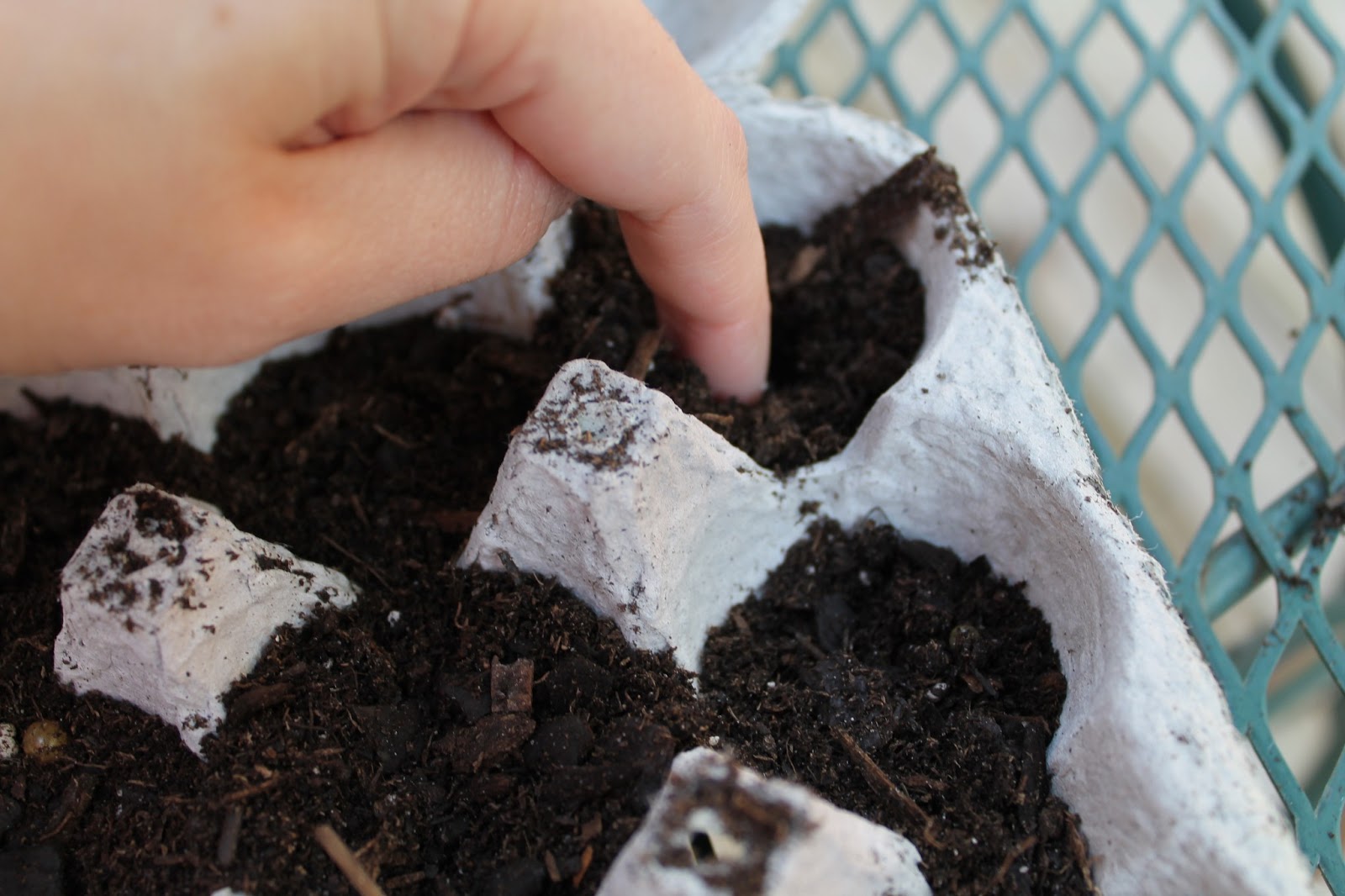 balance by steph Egg Carton Garden