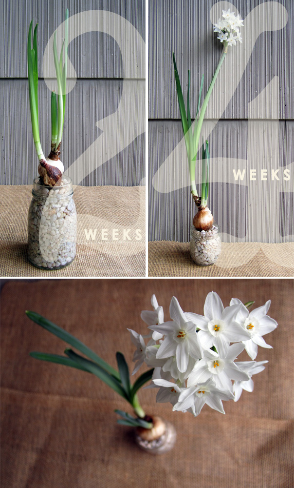 A Wayward Wind Bulb Forcing Paperwhite Narcissus