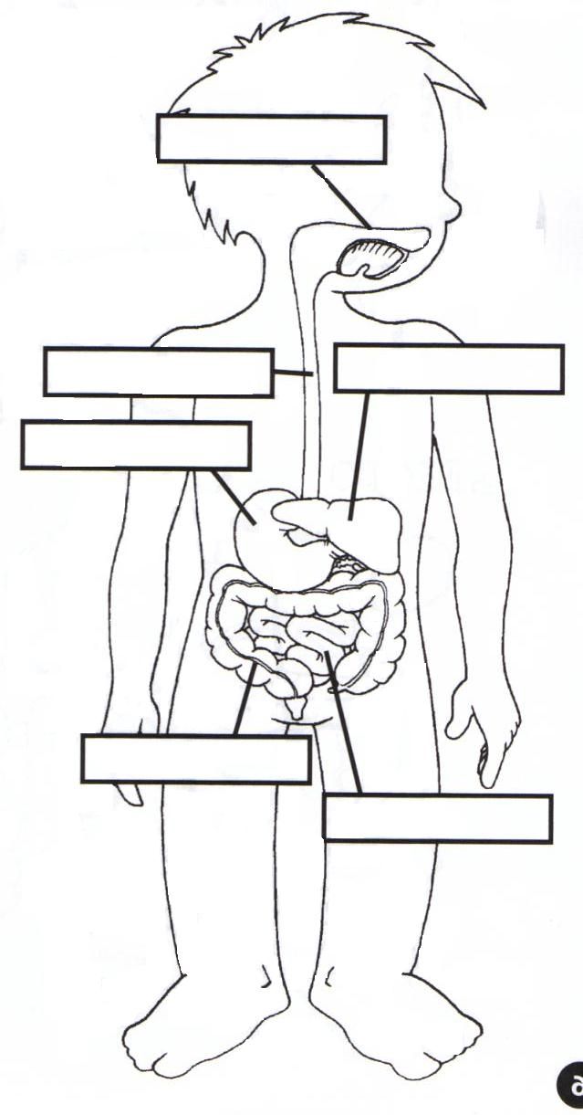 Sistema Digestivo Para Ninos Sistema Digestivo Para Ninos
