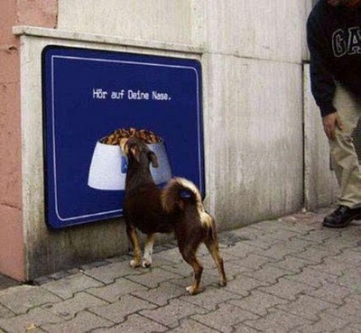 Funny DOG Pictures