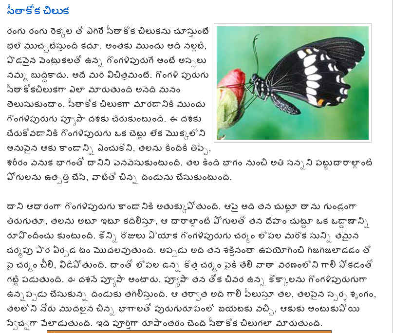 TELUGU WEB WORLD BUTTERFLY
