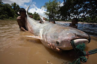 World+record+mekong+giant+catfish