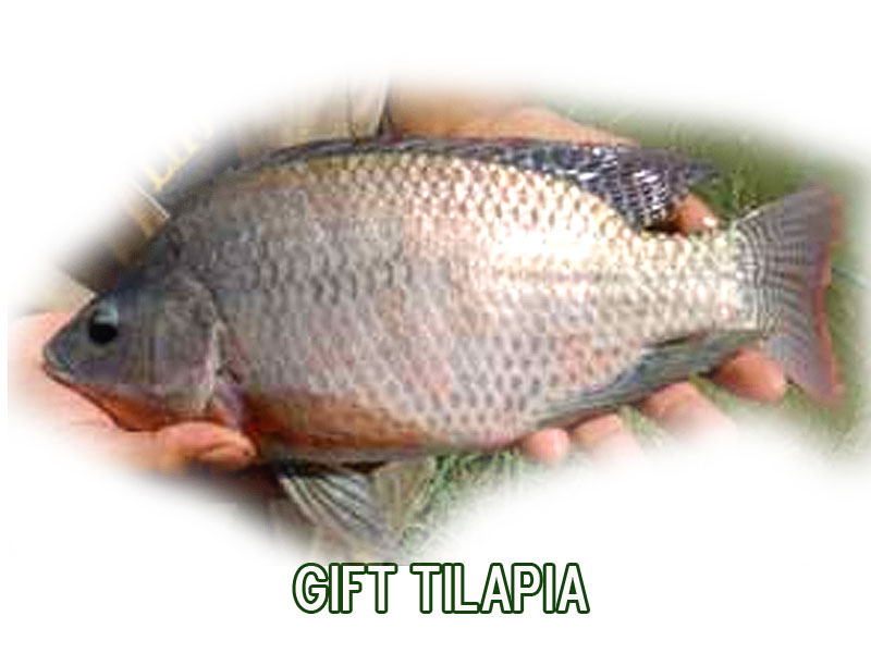 IKHTHYS Piscicultura Ecológica Tilápia gift piscicultura