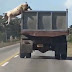 Vídeo da Semana: A fuga do porco