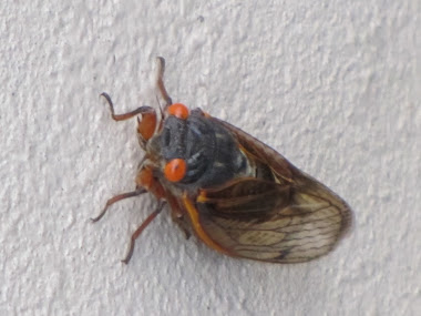 Cicada