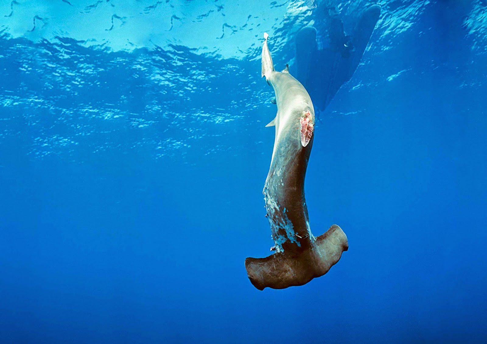 Dog Sharks Video Dog Sharks Video