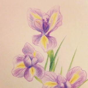 天晴日記han Paint 色鉛筆練習 鳶尾花 Iris
