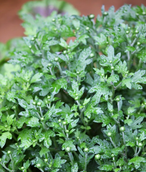 Rainy Day Garden Photos