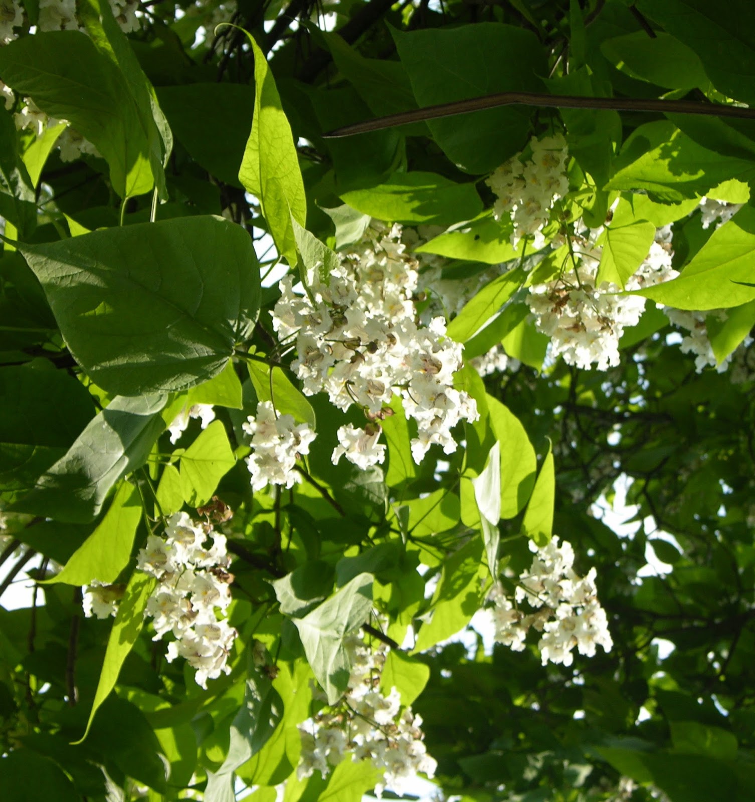 outdoorscribe Old catalpa tree provided my refuge; bait for catching