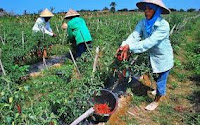 Pemeliharaan cabe Cara budidaya tanaman Cabe