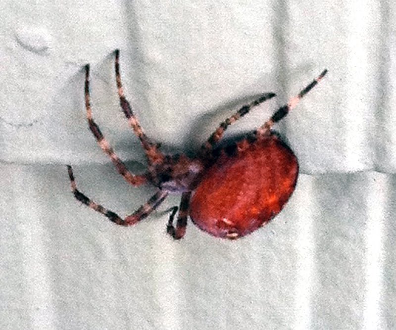 Andrea's Easy Vegan Cooking Quick polenta, spiders and smoke alarms