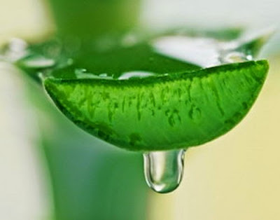 CÁCH TRỊ TÀN NHANG, NÁM DA BẰNG LÔ HỘI CÁCH TRỊ TÀN NHANG, NÁM DA BẰNG LÔ HỘI