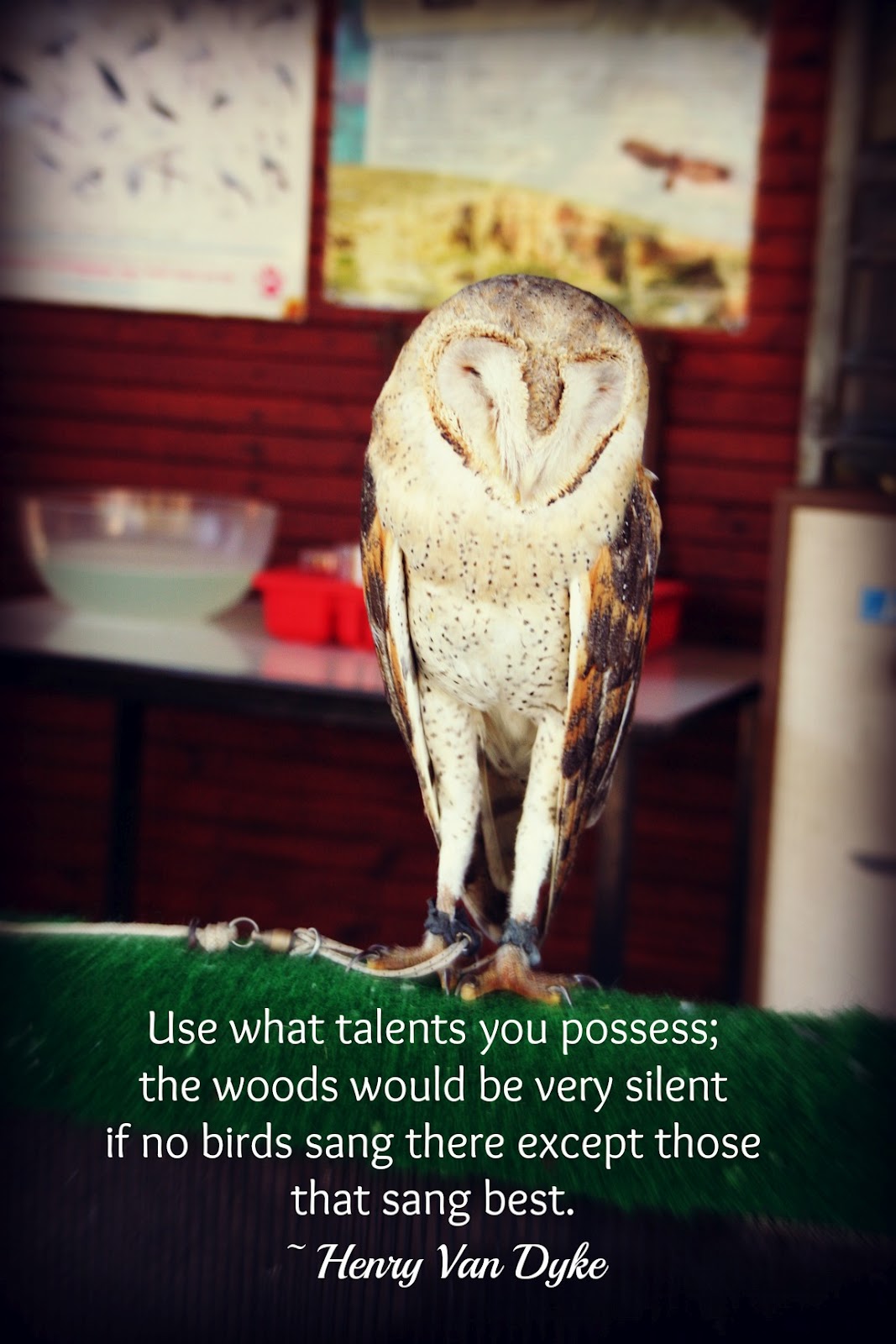 Quotes About Wisdom And Owls. QuotesGram