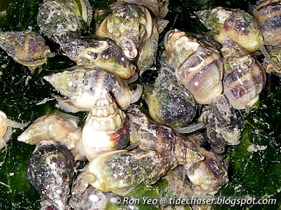 Mud Whelk (Nassarius jacksonianus) Mud Whelk (Nassarius jacksonianus)